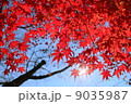 もみじ 9035987