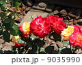 都電荒川線沿いに咲くバラ 9035990