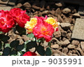 都電荒川線沿いに咲くバラ 9035991