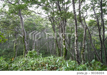 二ツ森　白神山地4 9036004
