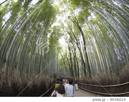 竹林の道 竹林の道 9036024