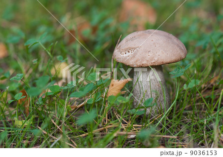 Leccinum (horizontal) 9036153