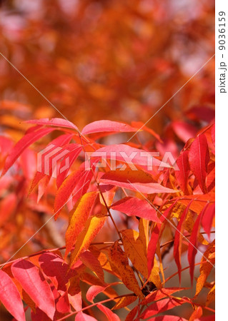 カイノキの紅葉 9036159