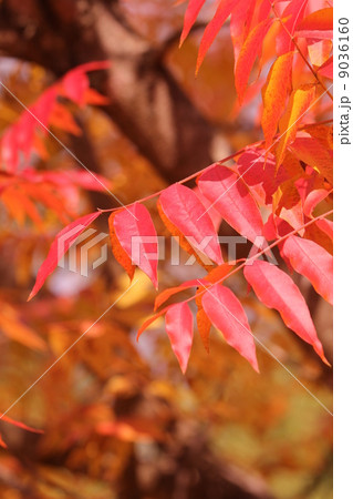 カイノキの紅葉 カイノキの紅葉 9036160