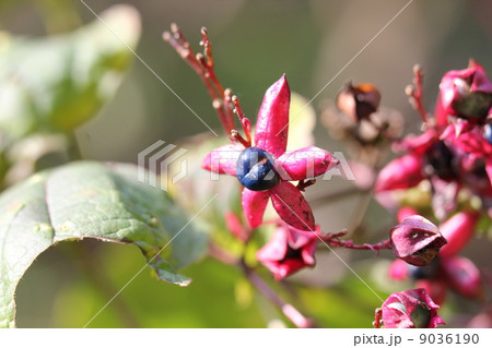 クサギの実 クサギの実 9036190