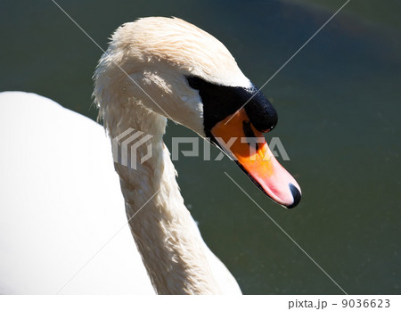 White swan White swan 9036623