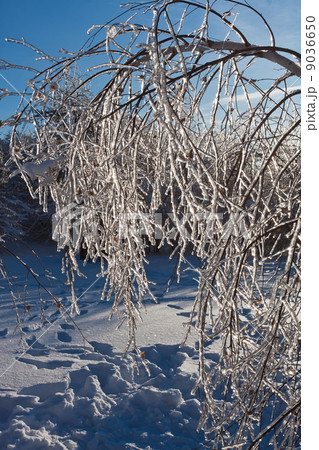 Winter forest 9036650