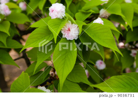 兼六園菊桜 兼六園菊桜 9036731