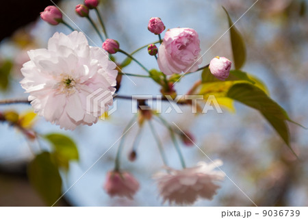鎌足桜 9036739