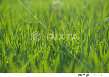 Close up of fresh grass with water drops Close up of fresh grass with water drops 9036792