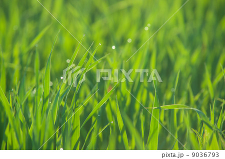 Close up of fresh grass with water drops Close up of fresh grass with water drops 9036793