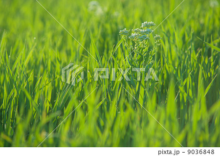 Close up of fresh grass with water drops 9036848