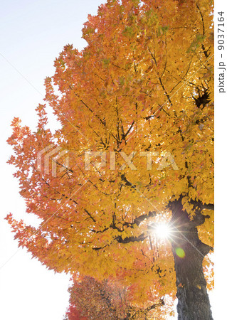 紅葉の木から射し込む光 9037164
