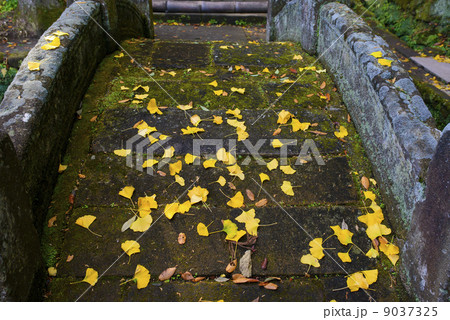 鎌倉の秋 浄智寺 鎌倉の秋 浄智寺 9037325