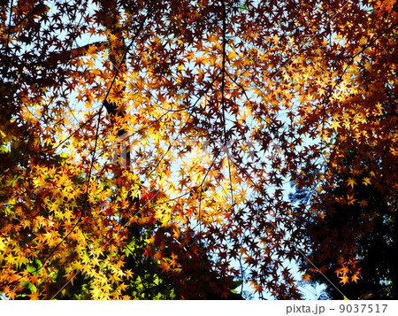 紅葉の香嵐渓 紅葉の香嵐渓 9037517