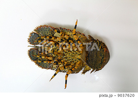 タビエビ(ウチワエビ) タビエビ(ウチワエビ) 9037620