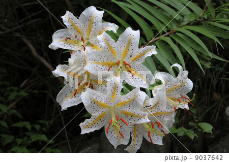 ヤマユリ 9037642