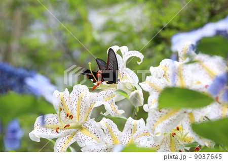 ヤマユリにとまるオナガアゲハ ヤマユリにとまるオナガアゲハ 9037645
