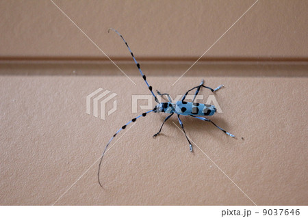 ルリボシカミキリ ルリボシカミキリ 9037646