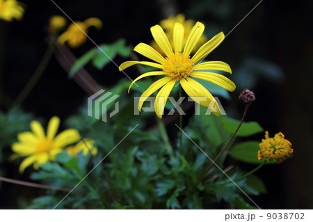 マーガレットコスモス マーガレットコスモス 9038702