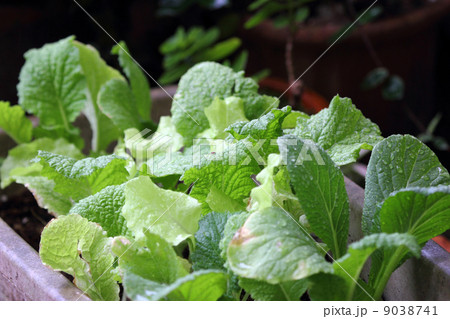 家庭栽培 9038741