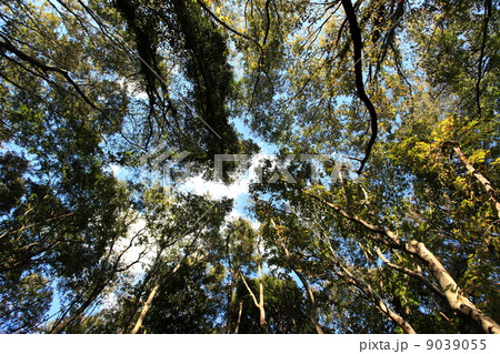 自然　林床から空を見る 9039055