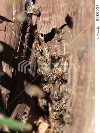 昆虫　ニホンミツバチ：巣の入り口に集まる 9039057