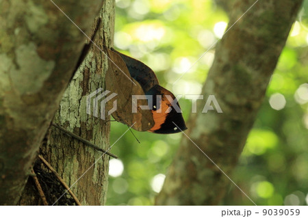 昆虫　暗い林内で羽を広げたコノハチョウ 9039059