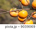 柿　秋の実り 9039069