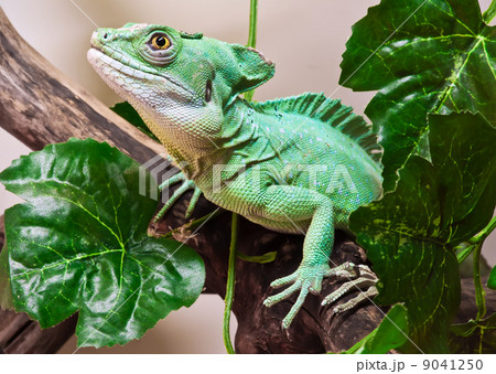 Plumed basilisk 9041250
