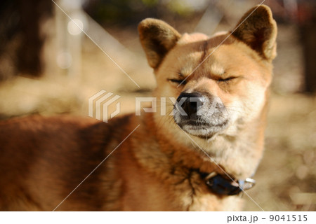 目を閉じる犬の写真素材