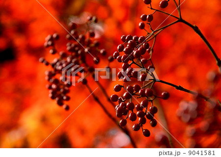 マユミの実 9041581