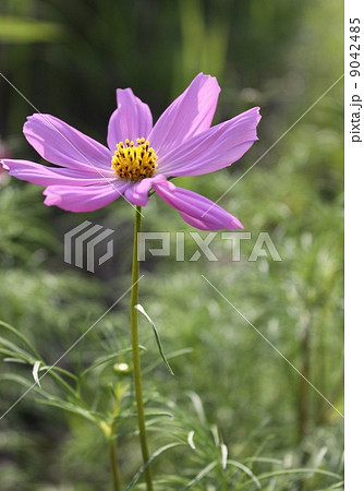 コスモス3 コスモス3 9042485