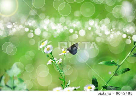beautiful Butterfly 9045499