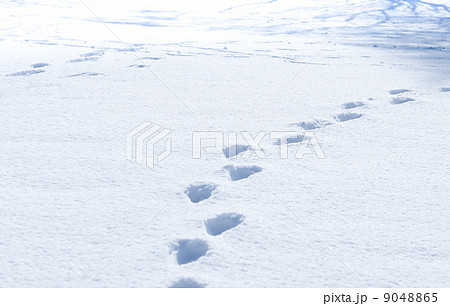 雪の足跡の写真素材