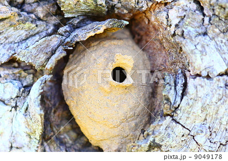 トックリバチの巣 9049178