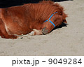 昼寝する馬 9049284