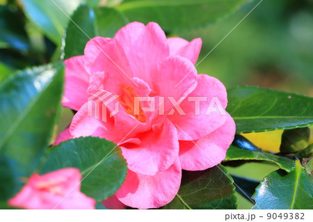 サザンカ サザンカ 9049382