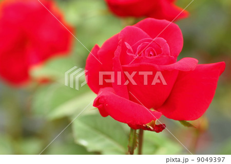 バラの花　ロブロイ 9049397