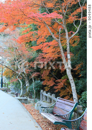 箕面公園の紅葉の休憩 9049488