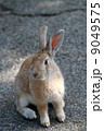 アナウサギ02 9049575