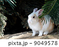 アナウサギ05 9049578