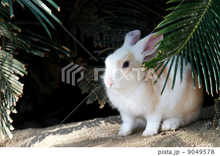 アナウサギ05 アナウサギ05 9049578