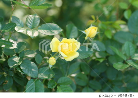 バラの花　ベルロマンティカ 9049787