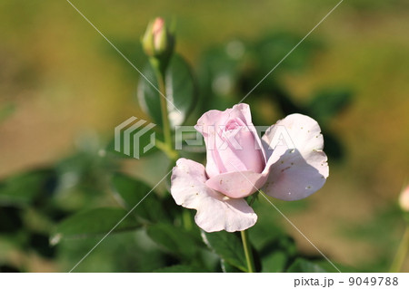 バラの花　ブルーバユー 9049788