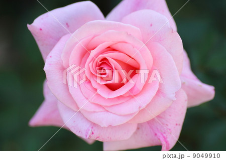 バラの花　ブライダルピンク 9049910