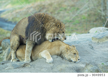 ライオン 9049953