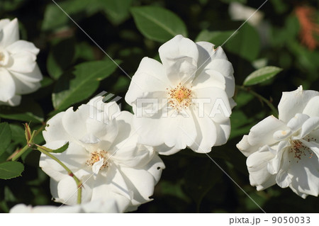 バラの花 サマースノー バラの花 サマースノー 9050033