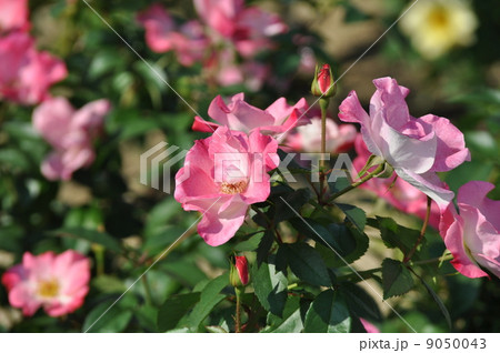 花霞乱れ咲き 9050043