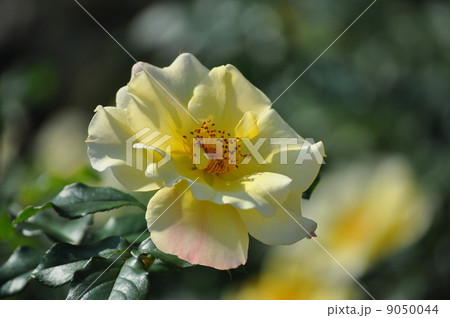 大きく咲く金蓮歩 9050044